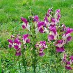 des applications 3d pour aménager votre jardin