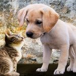 comment lutter contre les nuisances des animaux