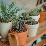 plantes vertes