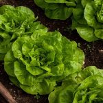 comment créer un potager sur son balcon ou sa terrasse