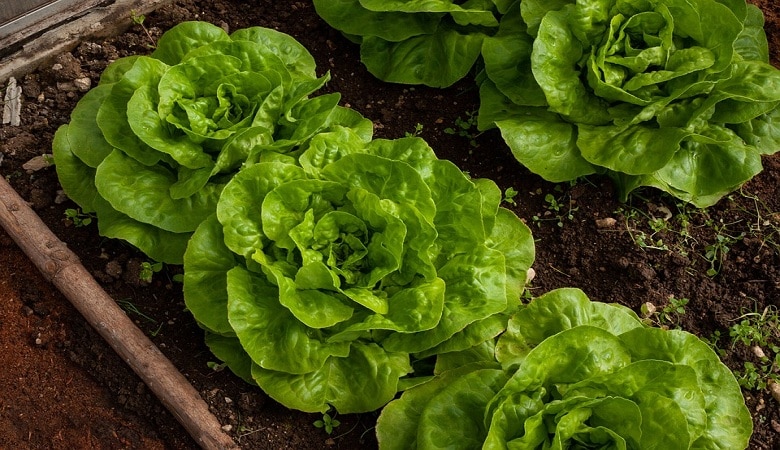 comment créer un potager sur son balcon ou sa terrasse