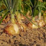 les plantes et fleurs utiles au potager