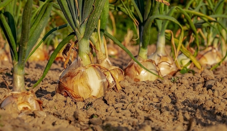 les plantes et fleurs utiles au potager