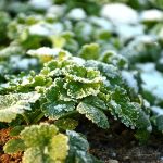 zoom sur des feuilles de plantes aromatiques