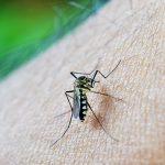 se protéger des moustiques avec le parefeuille