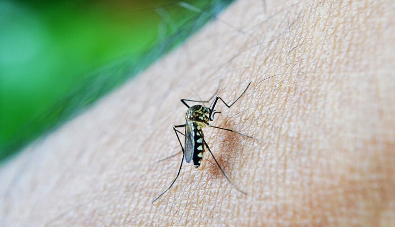 se protéger des moustiques avec le parefeuille