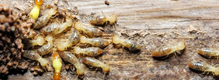 Diagnostic Termite