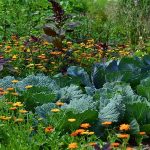 les produits biologiques pour le jardin, potager et fleurs
