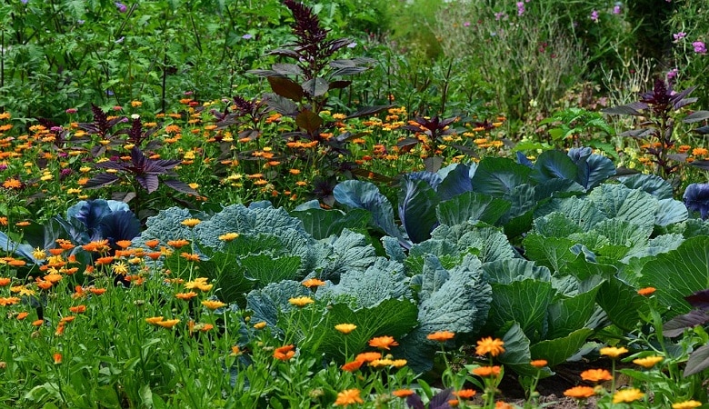 les produits biologiques pour le jardin, potager et fleurs