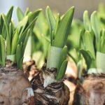 bien planter ses bulbes de printemps