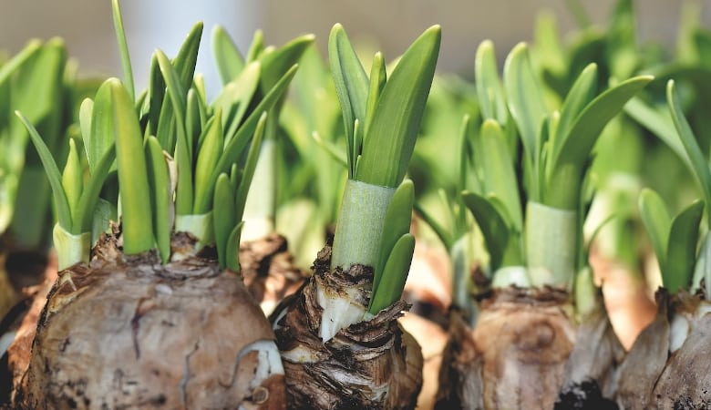 bien planter ses bulbes de printemps