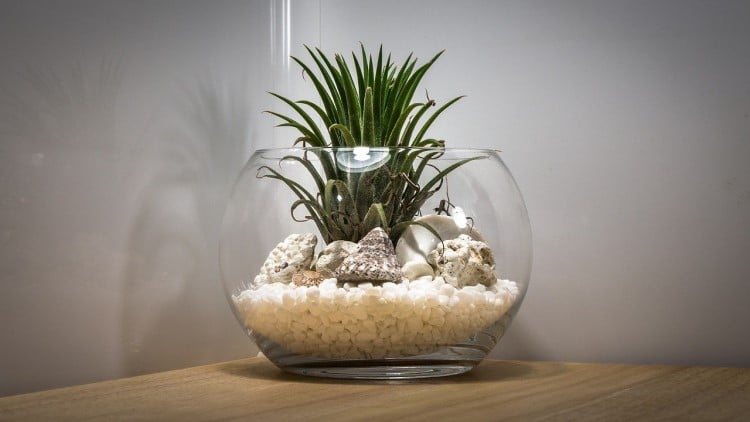 Terrarium Plante Interieur