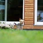 comment aménager un jardin paradisiaque pour son chien