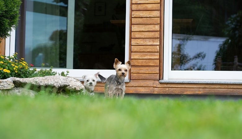 comment aménager un jardin paradisiaque pour son chien