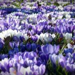 ménage de printemps comment vous réapproprier votre jardin à l’arrivée des beaux jours