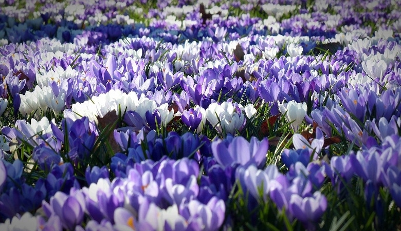 ménage de printemps comment vous réapproprier votre jardin à l’arrivée des beaux jours