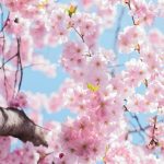 printemps jardin