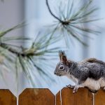 pourquoi faire appel à un professionnel pour la pose de sa clôture