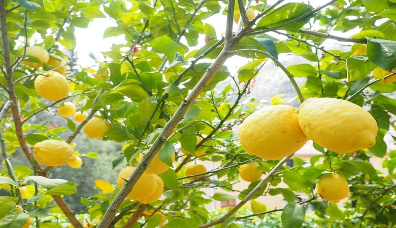 quand planter des arbres fruitiers