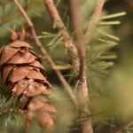 décoration écologique