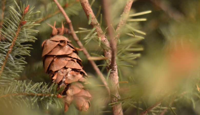 décoration écologique