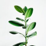 plante artificielle