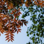 quel arbre planté dans un petit jardin