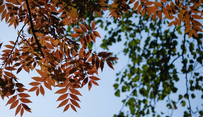 quel arbre planté dans un petit jardin