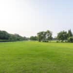 green lawn