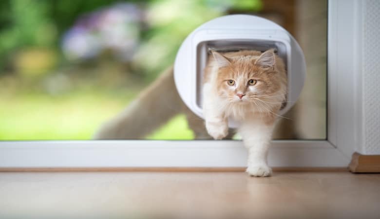 Un chat passant par une chatière