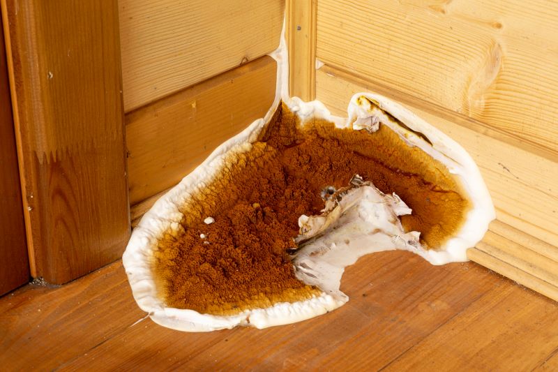 risques stockage mérule dans la maison
