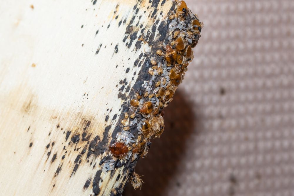 sommier infesté de punaises de lit