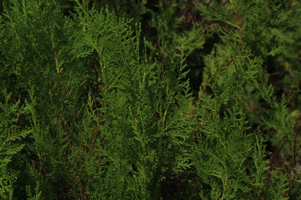Feuillage persistant de thuya utilisé pour les haies de jardin