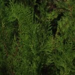 Feuillage persistant de thuya utilisé pour les haies de jardin