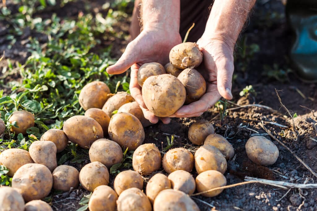Mains tenant des pommes de terre fraîchement récoltées dans un champ.