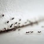 Fourmis dans une maison